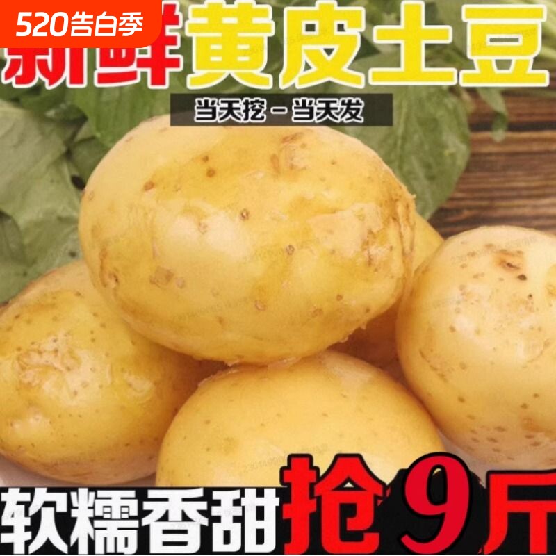 正宗黄皮土豆农家新鲜现挖高山洋芋马铃薯商用蔬菜自种开花高原