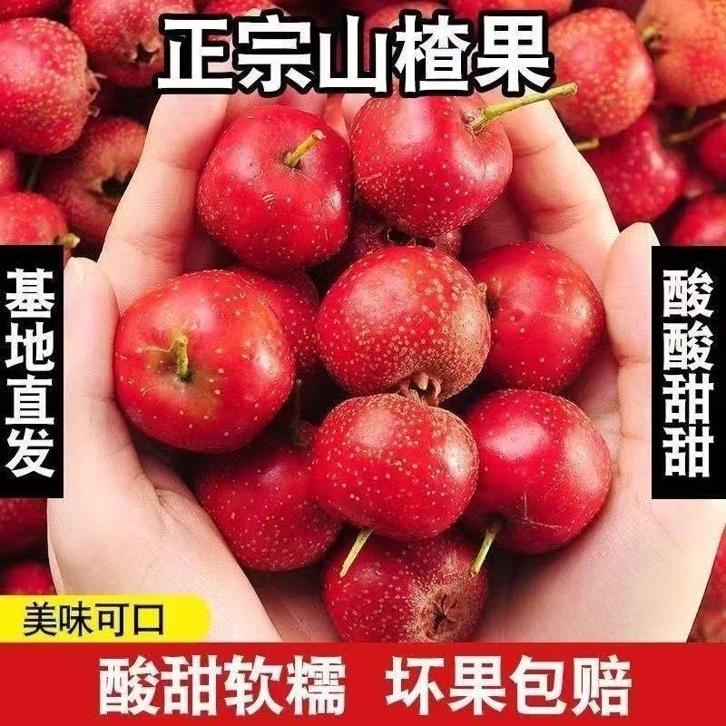 【大金星】新鲜山楂鲜果现摘山里红果五棱冰糖葫芦用酸甜可口包邮