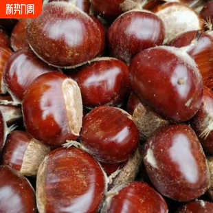 新货2025正宗迁西生栗子新鲜野生河北燕山大3113板栗油栗小毛板栗