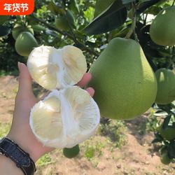 湖南怀化安江雪峰山冰糖柚香柚小苦柚土柚安福柚子水晶金兰柚水果