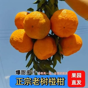 湖南碰柑湘西特产碰柑现摘现发新鲜碰柑多汁老人孕妇儿童当季水果