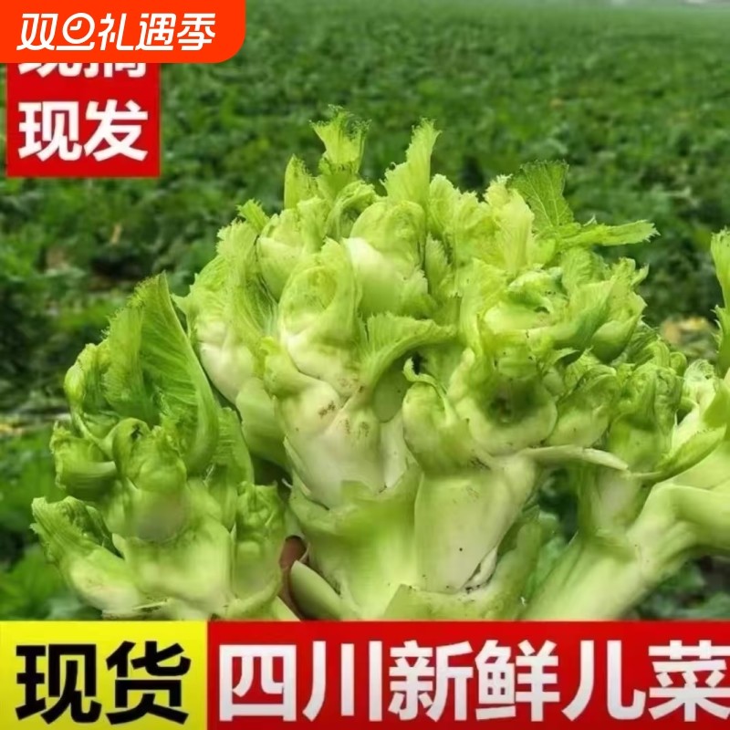 新鲜四川儿菜农家儿子自种抱儿娃娃时令应季芥菜蔬菜青菜整箱批发