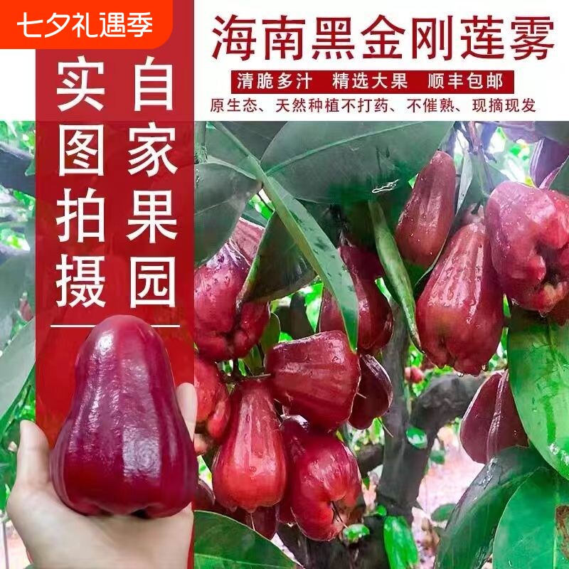 顺丰空运海南特产黑金刚莲雾大果莲雾果新鲜水果年货送礼品礼盒装