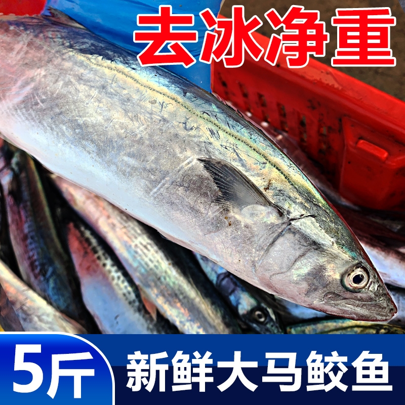 新鲜马鲛鱼5斤特大1斤多/条
