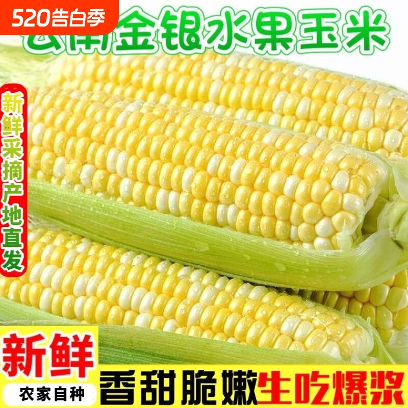 当季云南金银双色水果玉米新鲜甜嫩带壳大盒装甜玉米暴甜多汁精选
