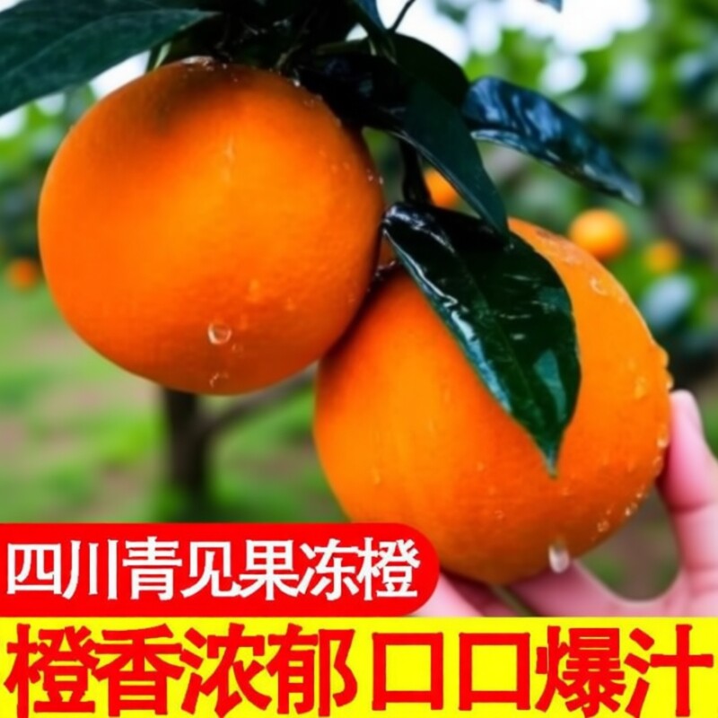 四川当季青见果冻橙柑橘水果新鲜整箱包邮大果橙子橙香现摘自提