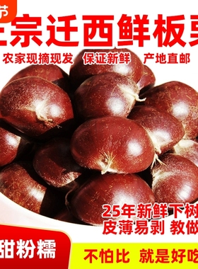 2025年正宗河北唐山迁西板栗生新鲜栗子3113燕山油栗子产