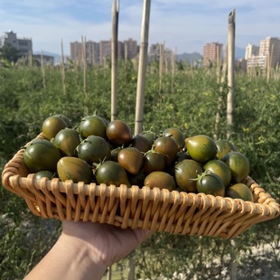 广东汕尾露天种植自然熟紫春桃铁皮草莓番茄当季新鲜5斤产地直发