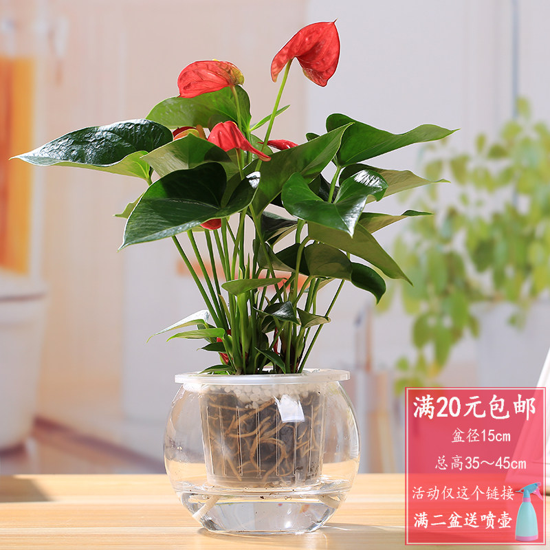 水培白掌红掌粉掌带盆栽好绿植园艺桌面小盆栽开花植物包邮