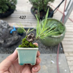 中国记忆三河黑松籽播实生培育小微型手指盆景盆栽现货日本黑松