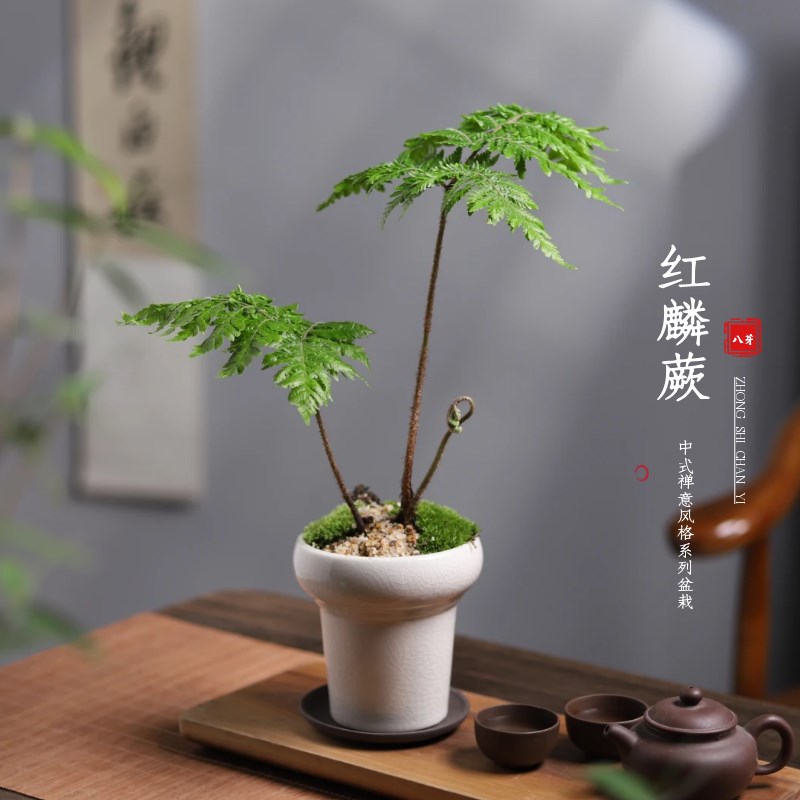 好货紫萁红鳞蕨类苔藓球小盆景栽办公室客厅茶桌意境禅意绿植室内