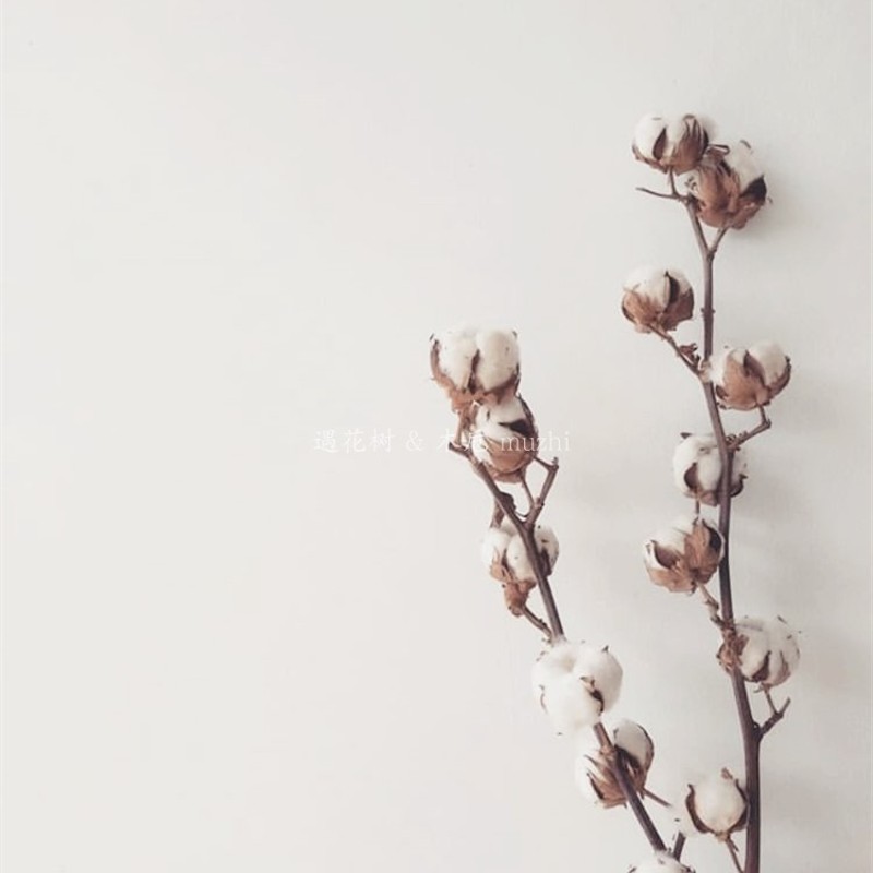 好货ins进口棉花干花花束装饰摆件家居摆设花瓶套装白色茶色高端