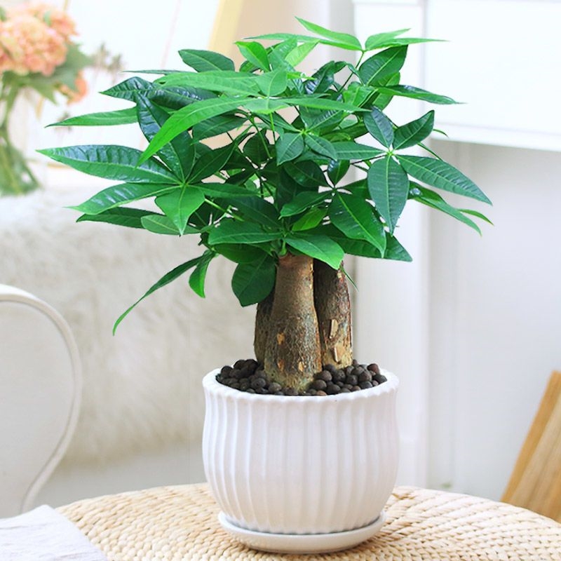 发财树盆栽植物室内花卉植物室内花绿植室内客厅招财树好养小盆栽