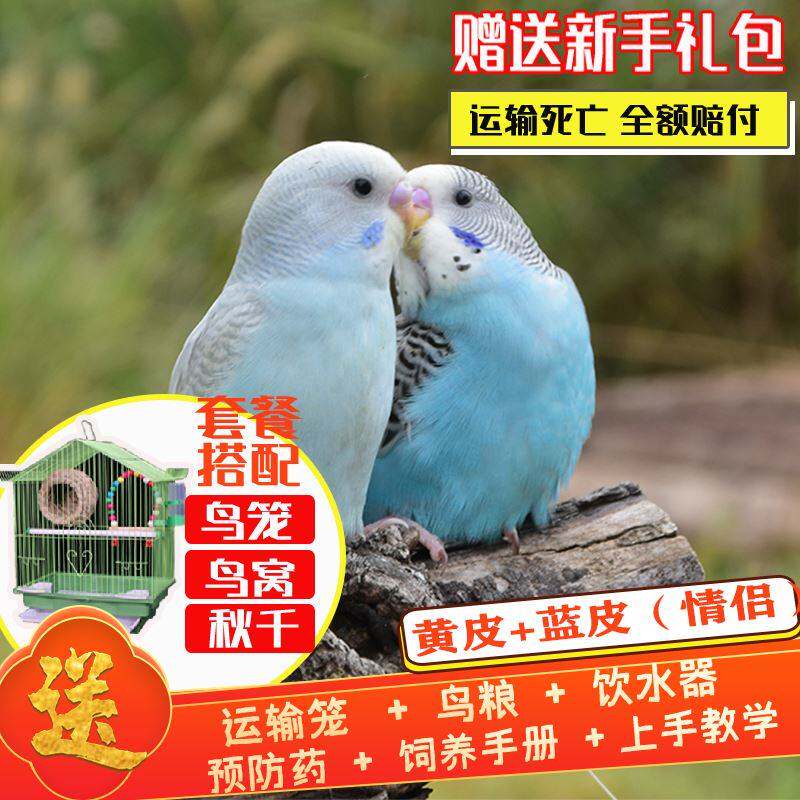 极速成年鹦鹉白皮鸟类绿虎皮黄虎皮活物会学说话的绿皮蓝皮虎皮鹦