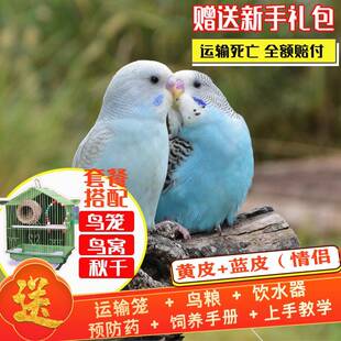 极速成年鹦鹉白皮鸟类绿虎皮黄虎皮活物会学说话 绿皮蓝皮虎皮鹦