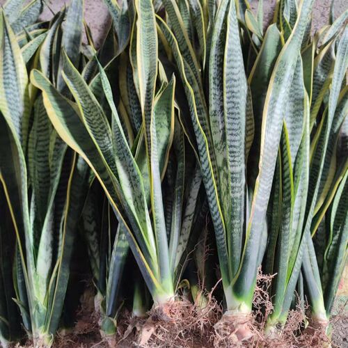 极速金边虎尾兰盆栽植物室内好养客厅大绿植