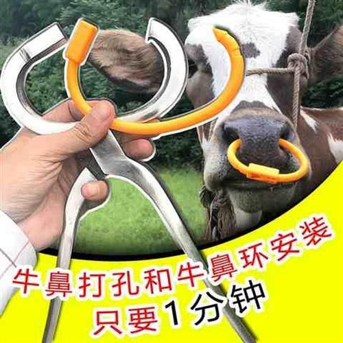 极速穿牛鼻子牵引扣的工具穿孔钳子自动养牛场设备用养殖牛鼻环牛