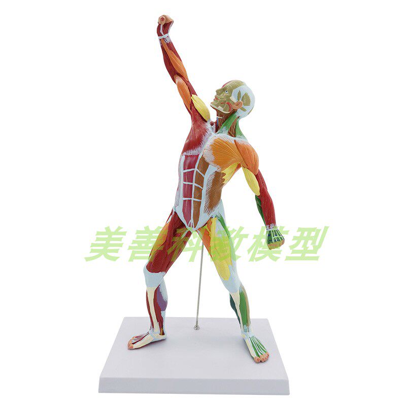 现货速发5M肌肉人解剖彩色人体全身肌肉模型 运动结构 肌肉构造教