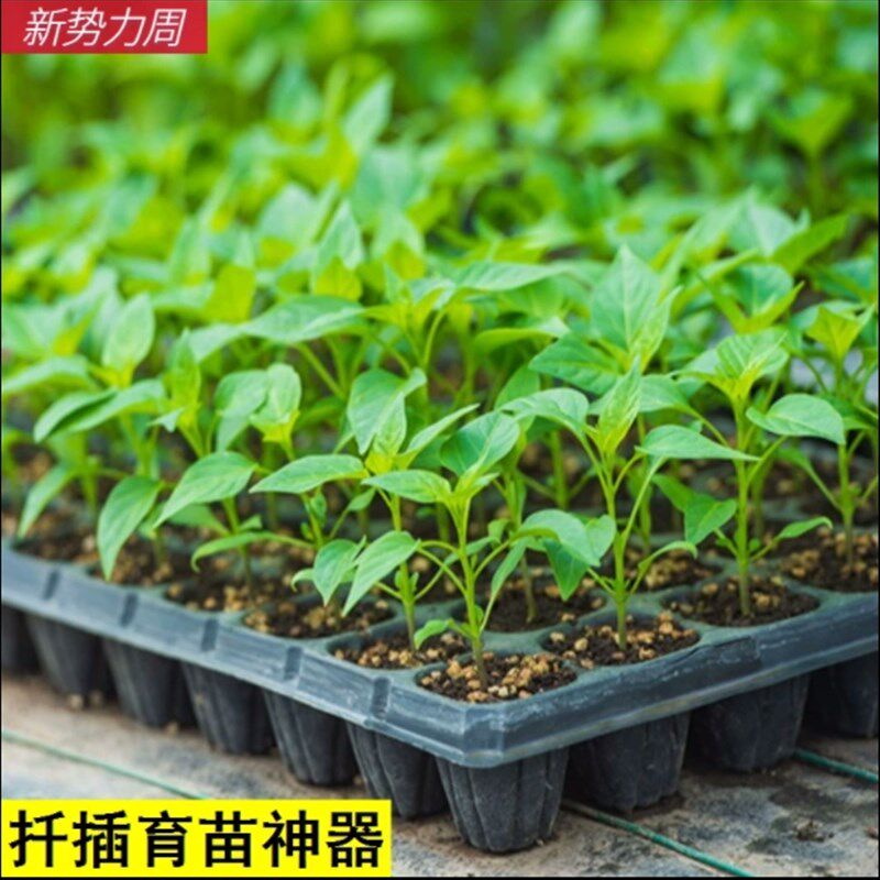 现货速发扦插育苗神器玉米秧盘辣椒多肉蔬菜西瓜营养钵育苗盘穴盘