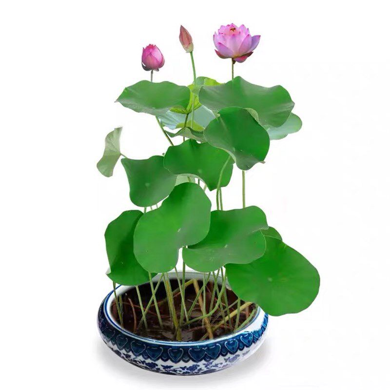 现货速发瑞卡好看又好养的花睡莲无土荷花泡在水里养的迷你卉喜耐