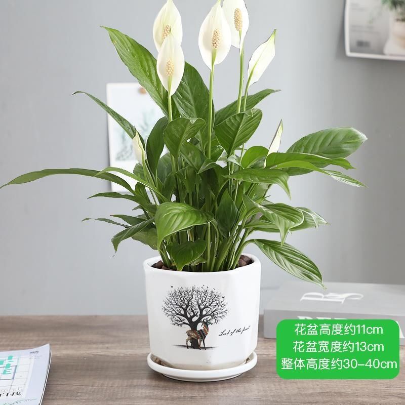 现货速发白掌盆栽一帆风顺开花植物办公室桌面小盆栽室内四季好养