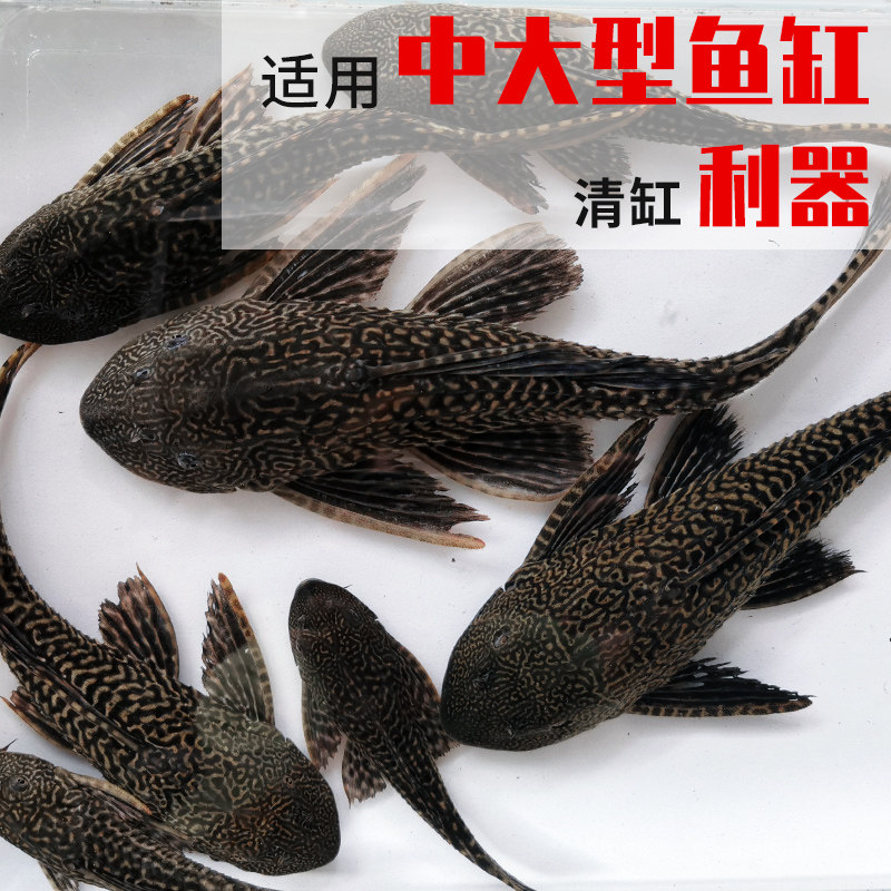 现货速发清道夫鱼缸清洁工鱼观赏热带淡水冷水专吃屎垃圾粪便清理