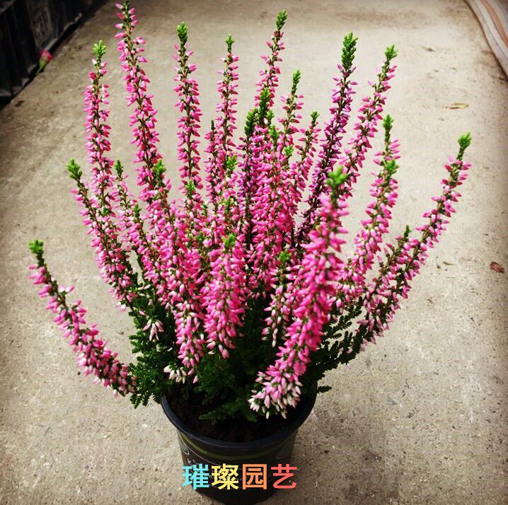 速发四季欧石楠苗盆栽阳台花卉耐寒植物秋冬开庭院观赏盆景园艺花