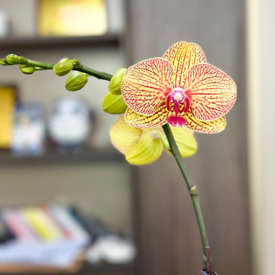 黄厅甲蝶兰金绿植盆栽带花带花苞客办公室室内卉花植物四季好养活