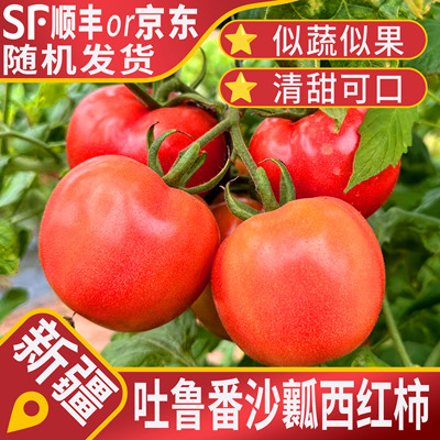 新疆普罗旺斯西红柿 沙瓤爆汁 清甜可口 现摘新鲜番茄