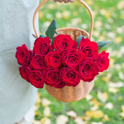 玫瑰花顺丰部分次日达节日同城