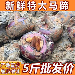 湖北特产毛李超大荸荠脆甜无渣新鲜大个马蹄特大农家自种产地直销