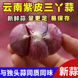 云南大理新鲜紫皮三丫蒜农家自产大蒜紫皮三瓣蒜鲜蒜独头元宝包邮