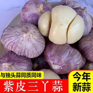 云南紫皮大蒜大蒜头三瓣蒜大理三丫蒜农家湿大蒜高原老品种香蒜头