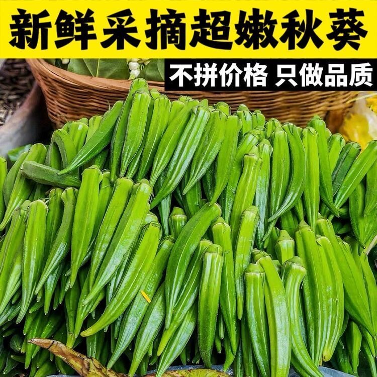 福建当季新鲜秋葵新鲜蔬菜秋葵鲜嫩黄秋葵净重1-4.8斤现摘秋葵
