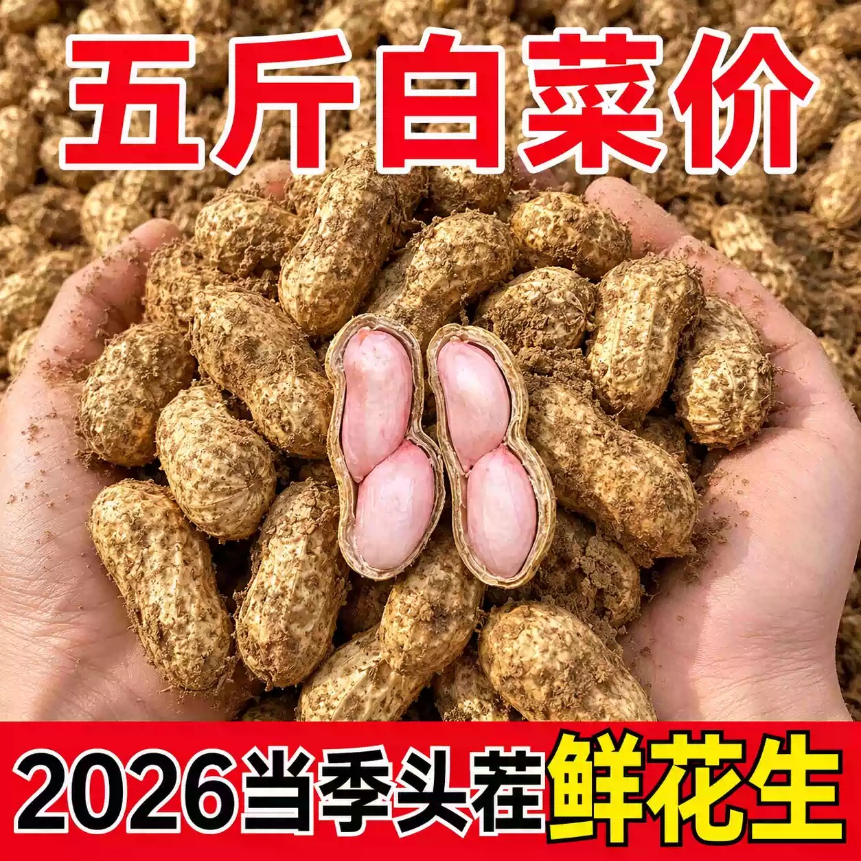 新鲜湿花生嫩花生带壳生花生粉皮鲜花生农家自种小花生现挖现发