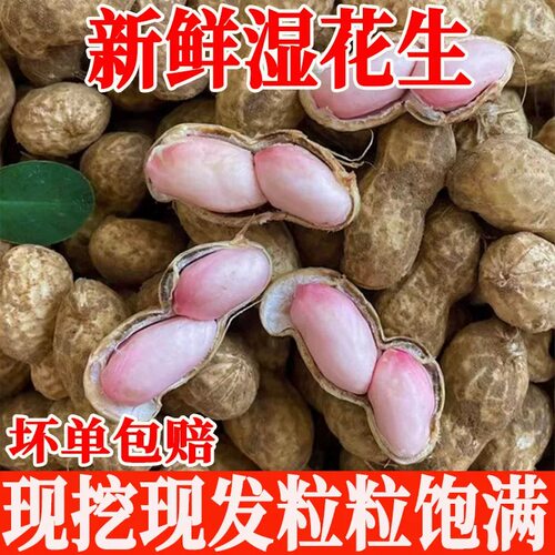 新鲜湿花生嫩花生带壳生花生粉皮鲜花生农家自种小花生现挖现发
