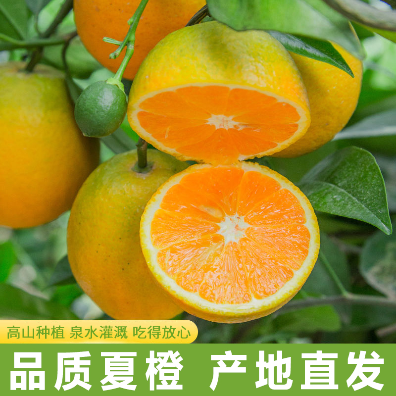 正宗江西夏橙新鲜橙子10斤应当季水果现摘果冻橙冰糖甜橙大果包邮