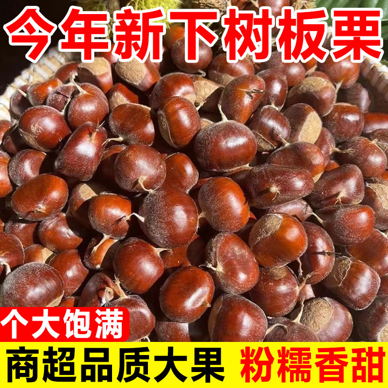 2026年新鲜云南生板栗农家现摘带壳毛栗甜糯圆锥栗当季糖炒栗子