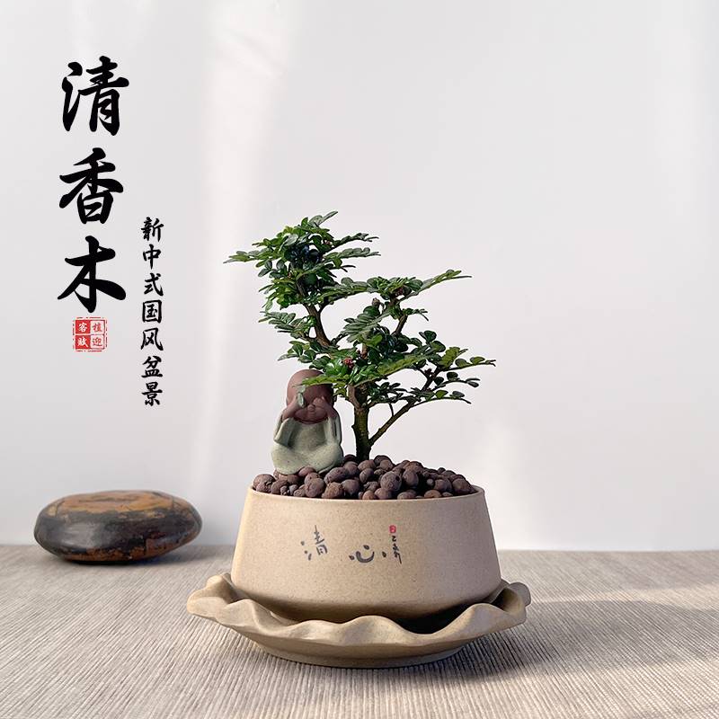 极速清香木观g叶提神驱蚊室内新中式摆件盆栽好养茶桌办公室造型