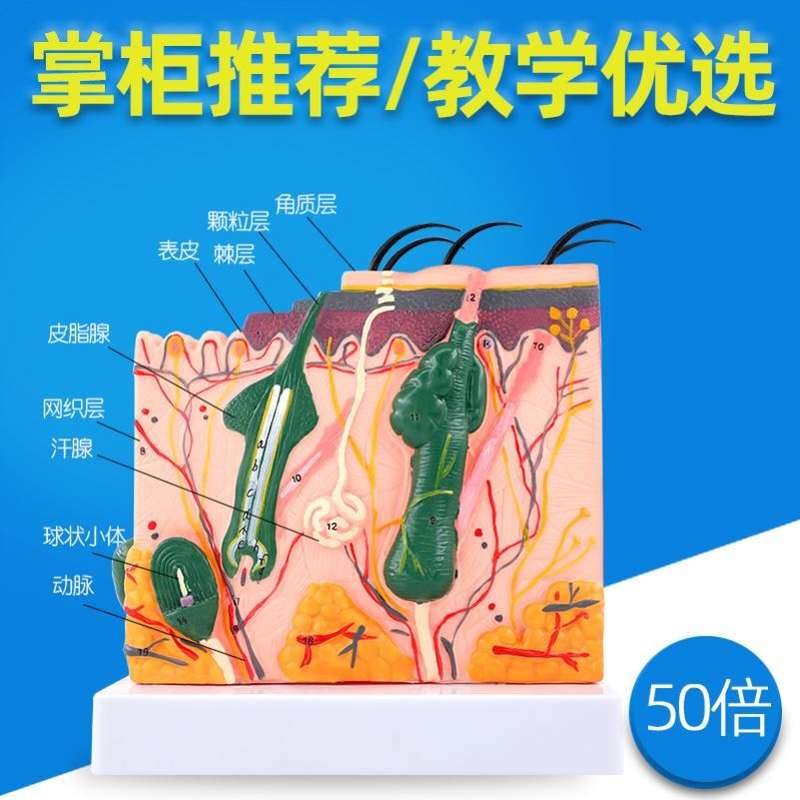 极速人体b皮肤模型结构解剖头皮毛发毛囊组织科学教学针灸练习皮