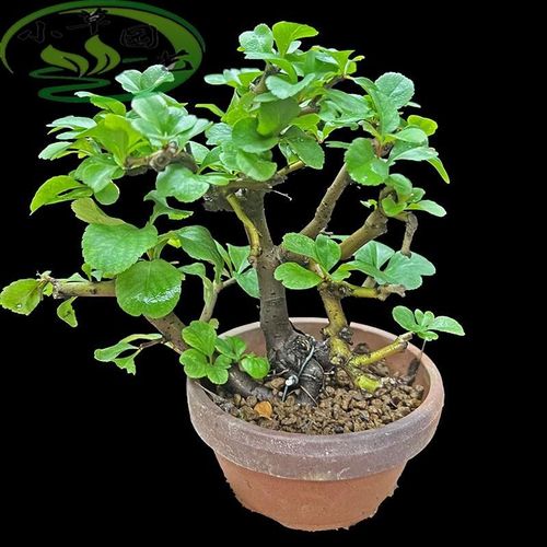 速发白花长好梅老气漂亮花期长好寿养看耐寒结果