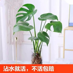 速发龟绿竹盆栽老桩室内净化空气客大叶背植水培植物鸟厅不需光