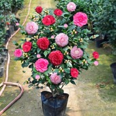 茶花树苗盆栽带花苞五色赤丹植物玫瑰花好养山茶花苗四季 花卉老桩