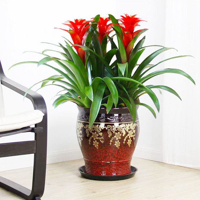 带花鸿运当头盆栽一帆风顺桌面水培花卉植物美观绿植红心凤梨花