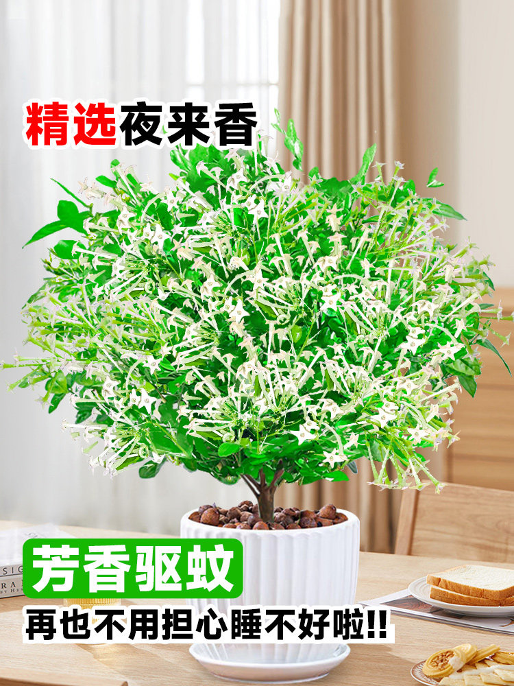 夜来香花树苗盆栽九里香花卉室内阳台驱蚊绿植物鲜花四季开花好养