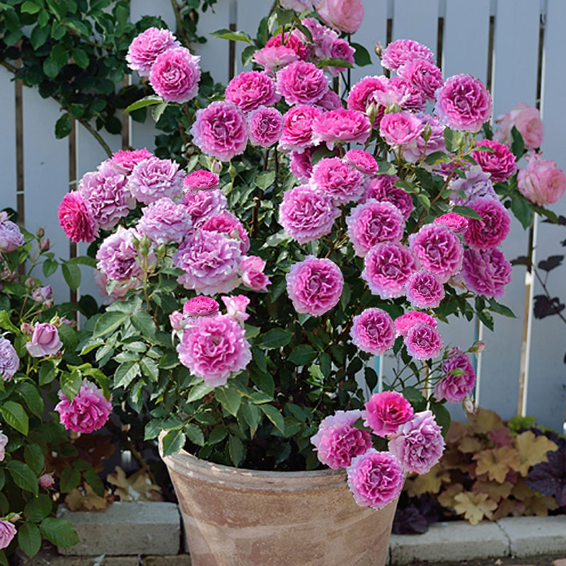 阳台大花浓香玫瑰月季小苗