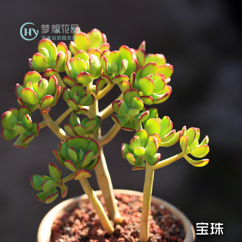 达摩宝珠多肉植物大株老桩群生多头梦想花园n室内肉肉绿植盆栽花