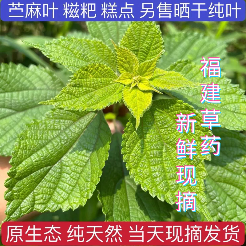 福建草药新鲜白麻叶现摘苎麻叶天然白苎麻枝叶野麻根青麻白背叶