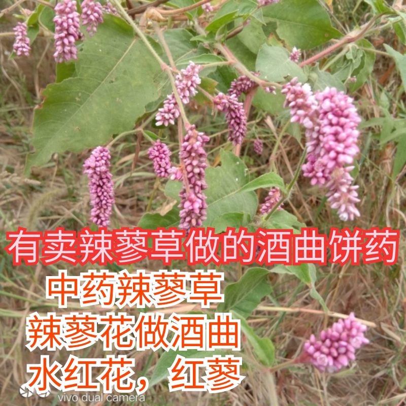 天然辣蓼草辣蓼花红蓼中草药水红花蓼子草水荭子河蓼川蓼酒曲原料