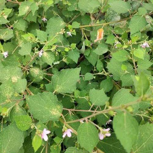 闽南新鲜地桃花拦路虎八卦癀根肖梵天花三脚破假桃花梵尚花虱麻头